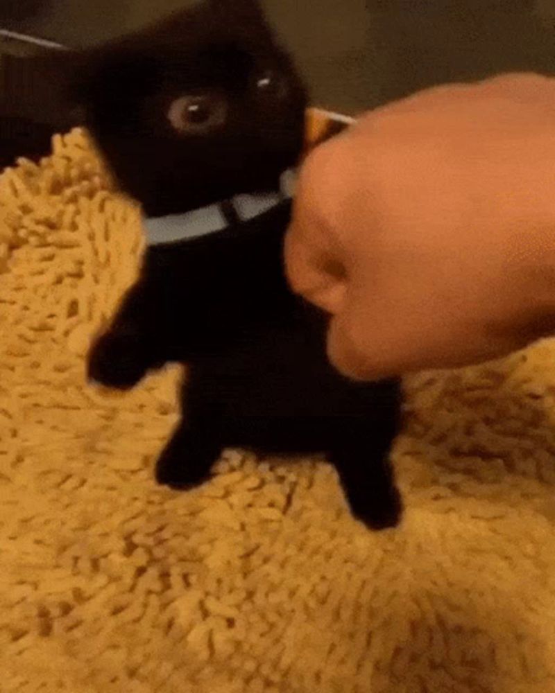 a person is petting a black kitten on a yellow carpet