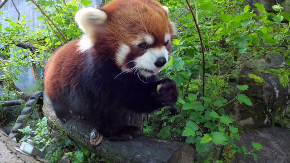 One Hour Of Red Pandas Eating Crunchy Snacks