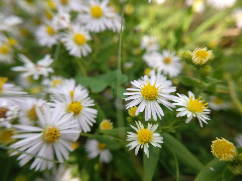 A macro photograph of white and yellow flowers