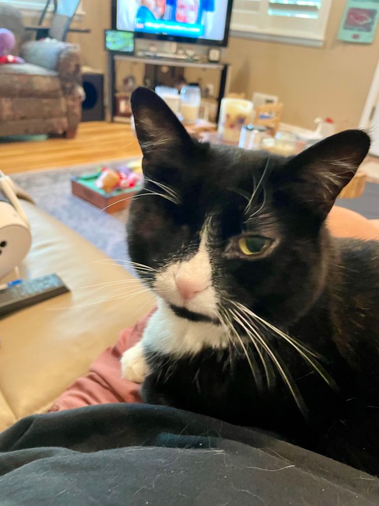 A one-eyed black & white tuxedo cat, with lots of white whiskers and an adorable pink nose.