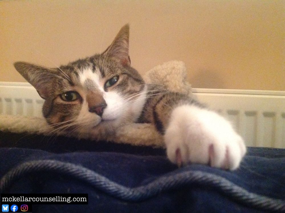A tabby cat is lying on a radiator bed and stretching out his paw towards us. He is a very friendly boy who loves getting his belly scratched.
