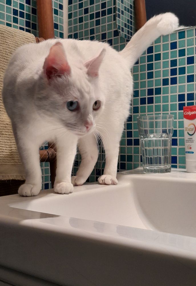 Small white cat with one blue eye and one green eye on a bathroom sink. She's ready to pounce on a toy that is out of frame.