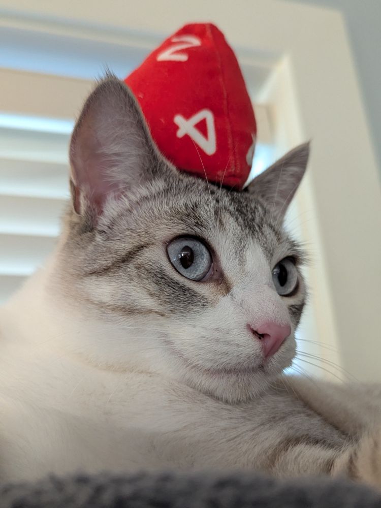 blue point siamese cat looking intently at an unknown entity in the distance, eyes wide, with a d4 soft dice cat toy on her head