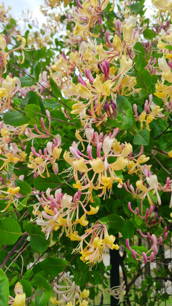 Fleur dans un arbuste. Elles sont roses et jaunes en pétales légers et élancés !