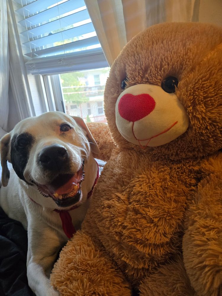 White dog with black patch eye smiling next to a giant teddy bear 