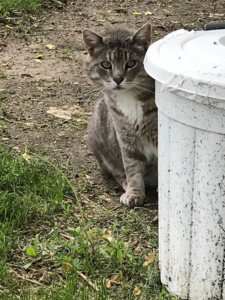 Feral former grey tabby Tom cat named Trouble peering dubiously around a dirty white garbage can.