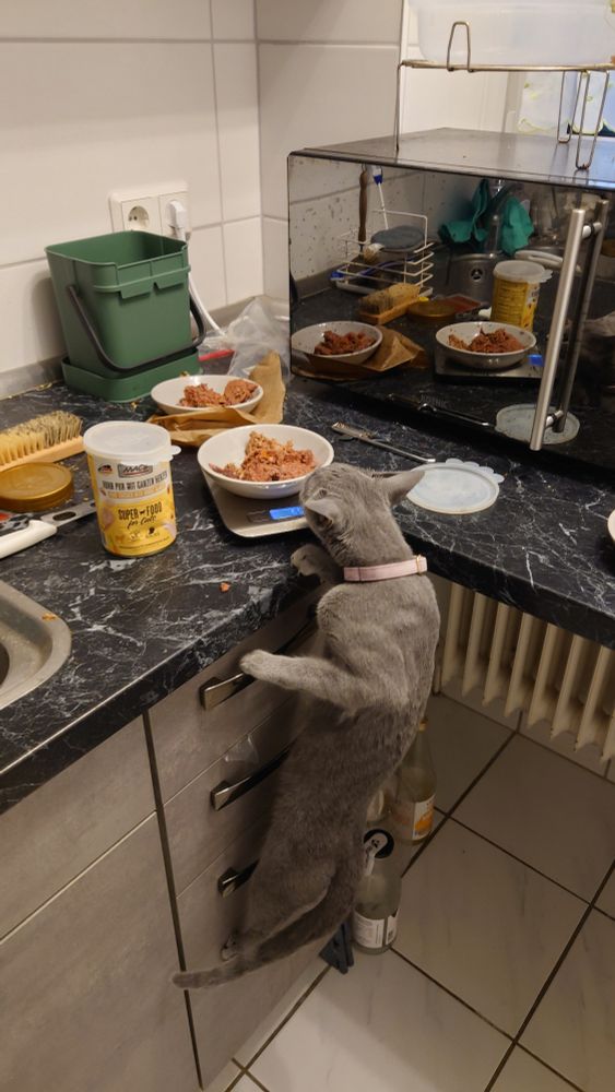 Eine graue Katze ist an den Griffen der Schubladen in der Küche hochgeklettert und schnuppert am Futter.
Sie hängt senkrecht an den Schubladengriffen.
Im Hintergrund ein Stillleben aus Küchenchaos 