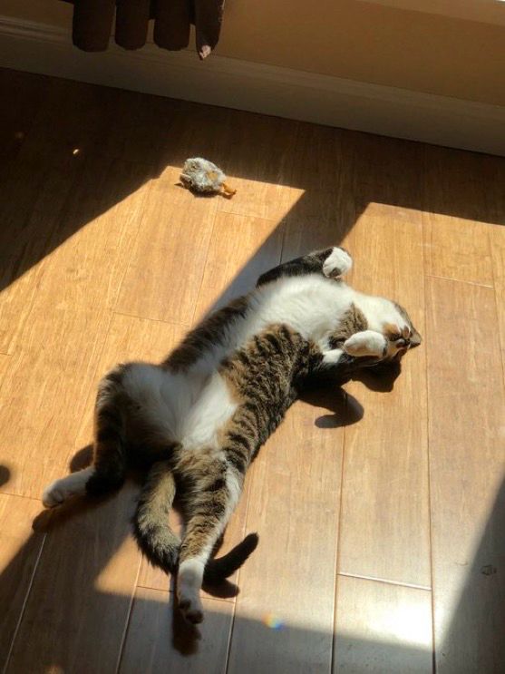 Spencer the cat stretched on the floor in a sun induced stupor