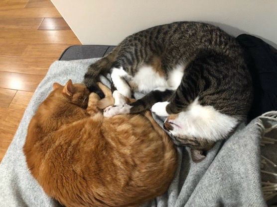 Spencer, a black and gray tabby bengal mix cat, curled up napping withJulius, an orange on more orange tabby cat.