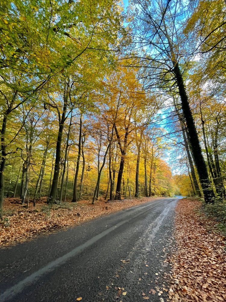 Beautiful yellow and orange beech trees with a blue sky behind. 