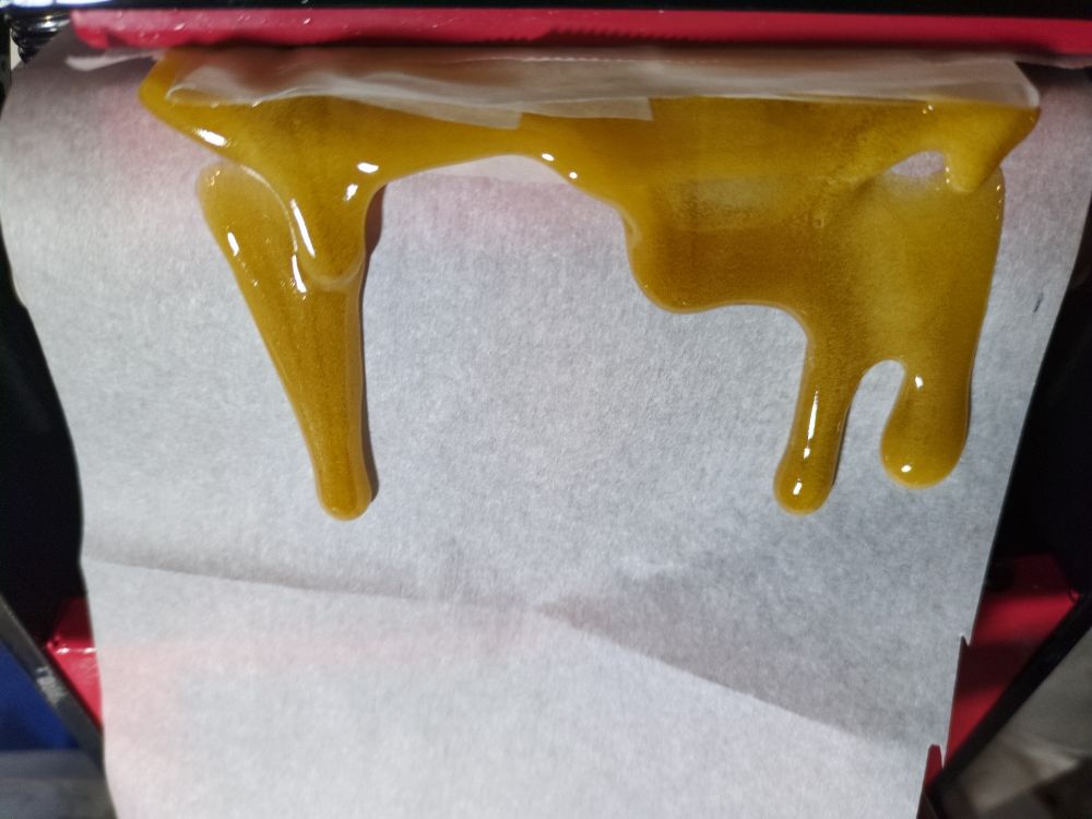 Colombian Gold rosin melt flowing through 25 micron press bags. 