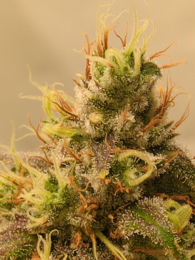 Lemon Tree flowering for 53 day (Cola close up view)