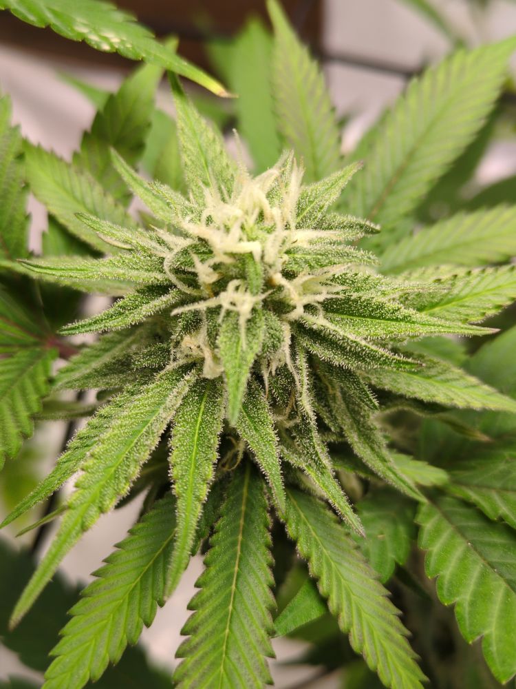Ariel view of a bud on a middle branch; flowering for 4.5 weeks. Strain name is Tropical Thunder.