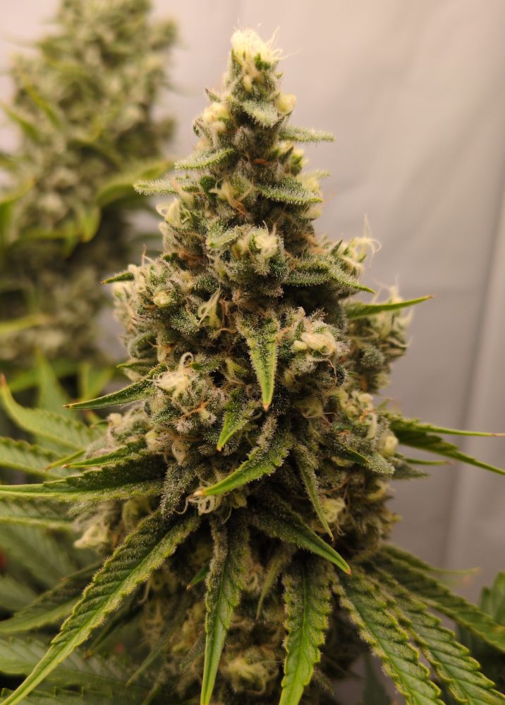 Blue Dream (Atlas seeds) flowering for 43 days (cola view).