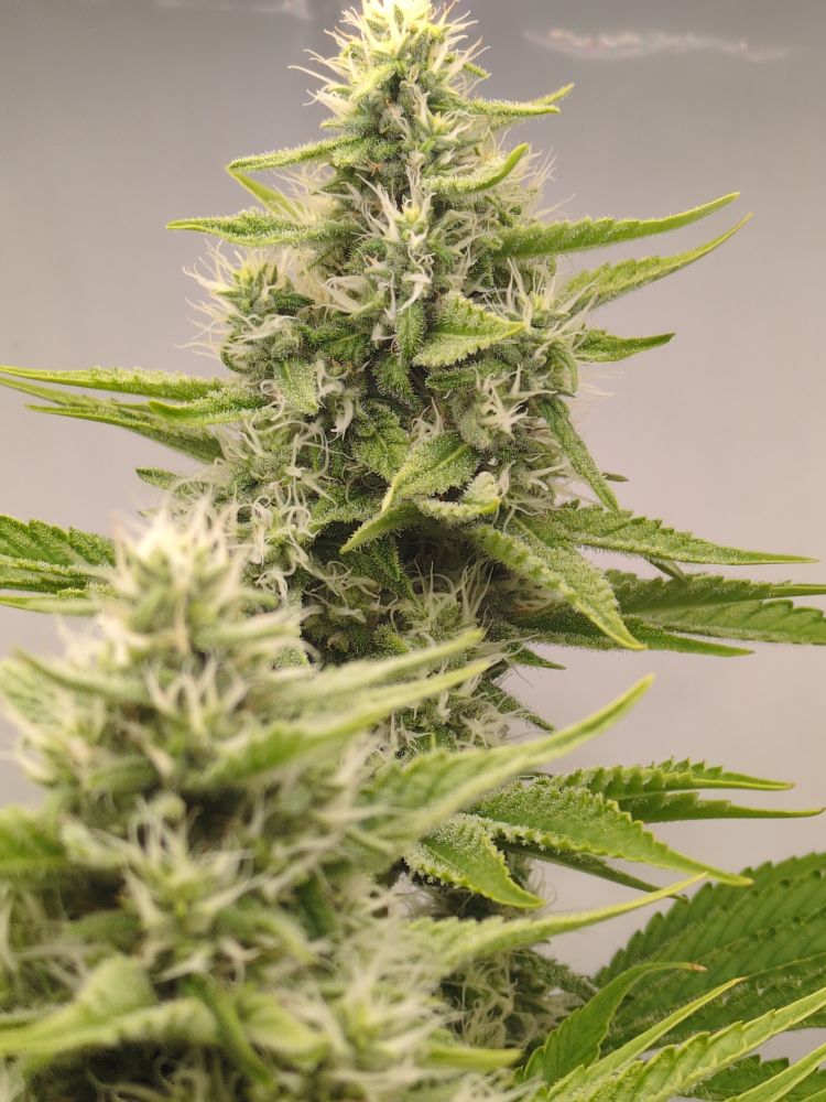 Blue Dream flowering for 31 days (rear cola view)