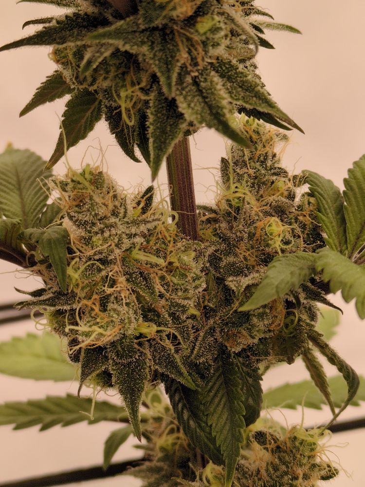 Sub cola view of cannabis plant. A Blueberry x PCK cross.