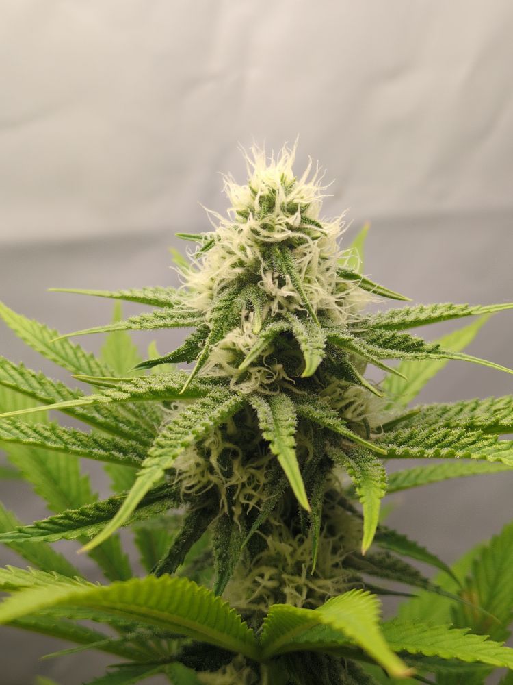 Blue Dream flowering for 24 days