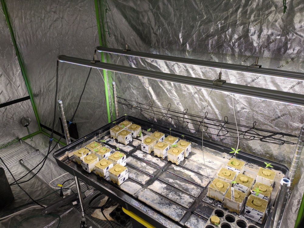 Right view of grow tent with an ebb and flow tray containing rockwool blocks with seedlings and sprouts.