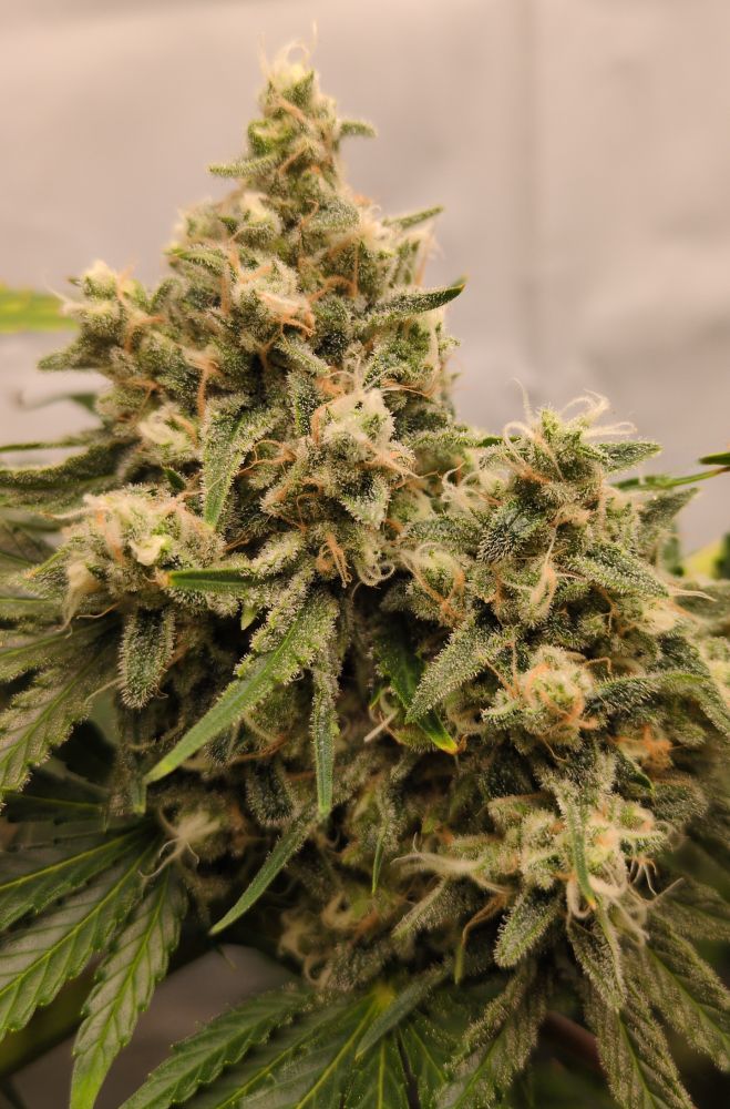 Blue Dream (by Atlas Seeds) flowering for 54 days (lower branch bud view)