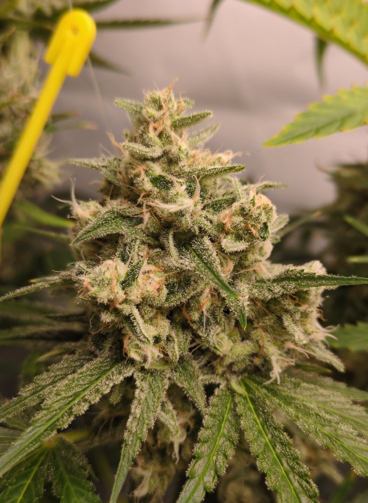 Blue Dream (by Atlas Seeds) flowering for 54 days (sub-cola bud view) 