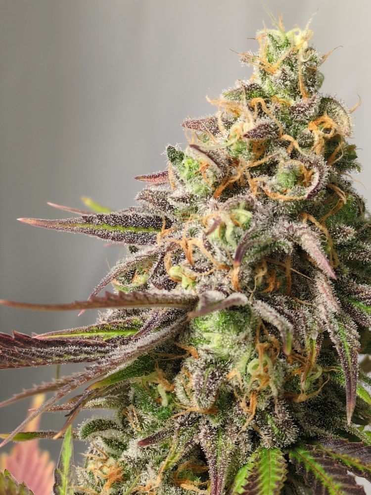 Cola view of cannabis plant #2. A Destroyer x Panama cross.