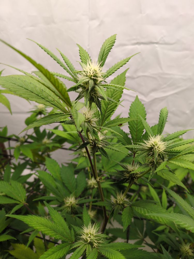 Solo pic of Cannabis plant; Destroyer x Panama cross 
