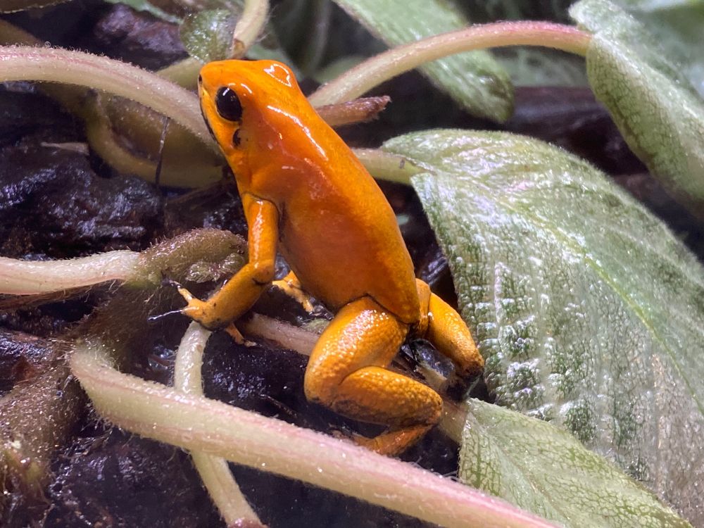 世界でもダントツに強い毒を持っているヤドクガエルの仲間「モウドクフキヤガエル」