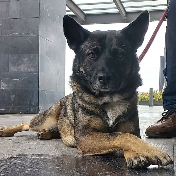 A small Shepard on the ground with her paws crossed