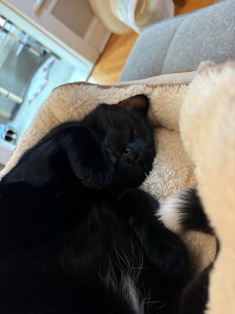 sleeping black cat
