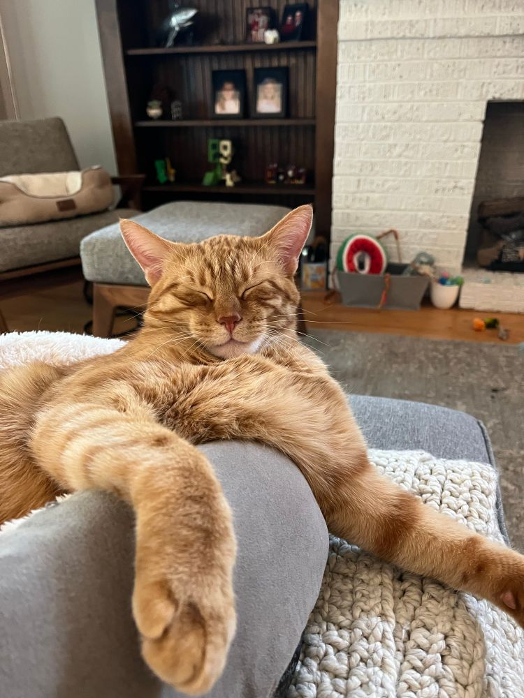 adorable orange cat that is sleeping