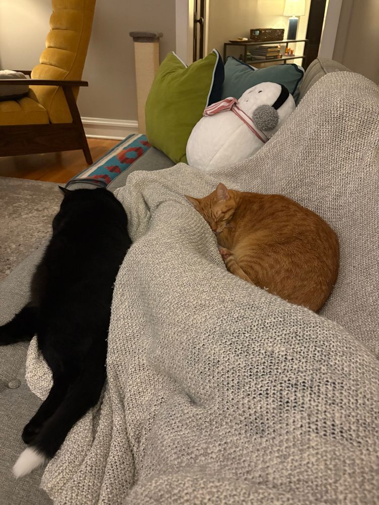 One orange and one black sleepy handsome cats
