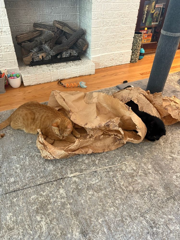 orange cat and black cat hiding in packing paper while hunting a string 