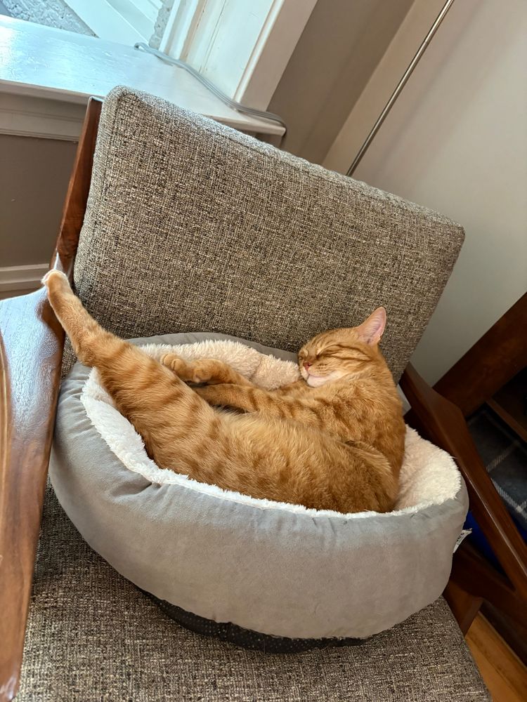 sleeping orange cat 
