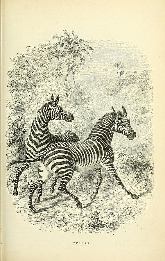 2 zebras running happily