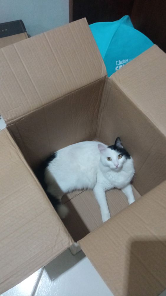 Gato branco e preto dentro da caixa olhando pra câmera