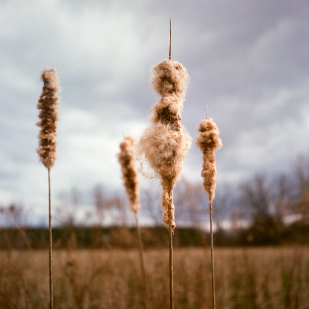 March 31, 2025, 4:45pm. Town of Ulysses, Finger Lakes, upstate NY.

Camera: Minolta Autocord. Film: Portra 160. Exposure: 1/200 at f/5.6. Process/scan: The Darkroom Lab.

It was breezy: 1/200 stopped the motion. That meant f/5.6. The cattail was not just moving side to side, it was moving in and out. I didn't quite catch focus. "Photoimpressionism" perhaps.