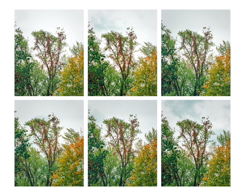 Town of Ulysses, Finger Lakes, upstate New York, October 19, 2025, 3:45 pm to 4:30pm.

Canon F-1 | Canonmatic R 58mm f/1.2 | Portra 800 | 1/250 at f/11 | dev/scan The Darkroom Lab | traditional treatment in LR/PS | multifold in PS Contact Sheet II.

This is different sort of polyptych than the one posted last week -- neither was previsualazed. Last week was a camera/lens test sequence; I liked the multiples of the images. These are selected from a series of shots on a windy day; I posted one of the series a week or so ago. These were intended to be cropped to 4x5. 

Funny how one impulse leads to the next. The proofs of this tree series made me think of doing a multifold image. Then I realized I'd like the test shots this way, too. When I saw the abstraction of the repeated trees, I thought of the test shots. Repeating the test shots almost certainly comes from Warhol. This set is more from Tom Eatherton, who loved grids, colors, and formal variations. 