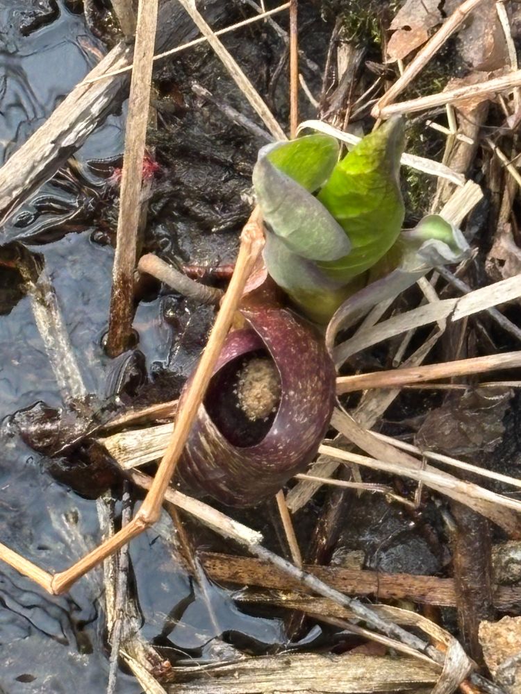 A purple and a free skunk cabbage growing out of water in the woods
