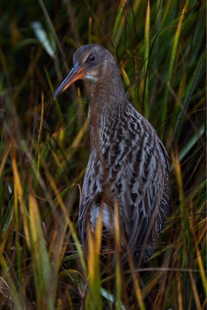 A chicken-sized bird with a long, orange bill, looking over its shoulder, while standing amid long grasses