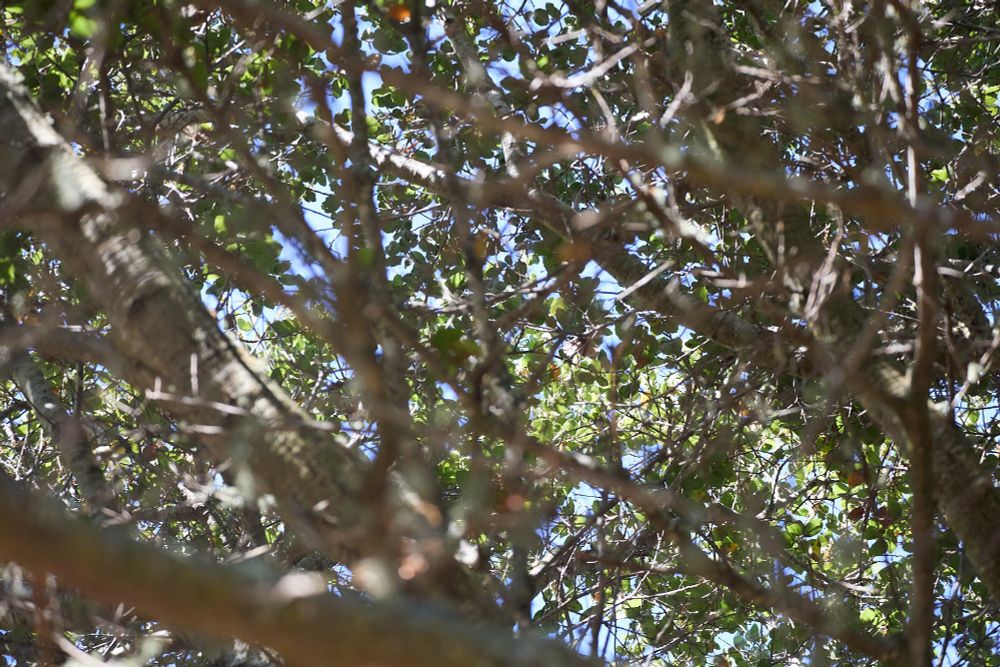 Just a tangle of branches and leaves