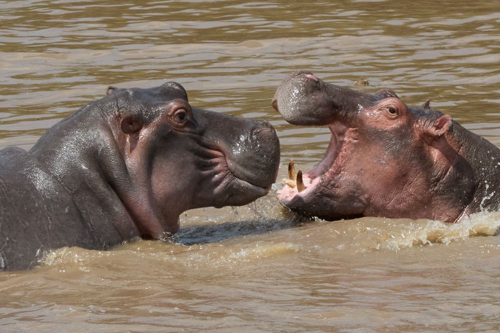 Two hippos. The one on the right has its mouth open. The one on the left has a demure expression on its face.