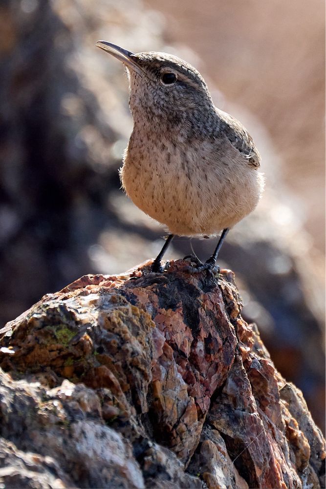 A little bird, with a long beak and an eye stripe, perched on a lichen covered rock