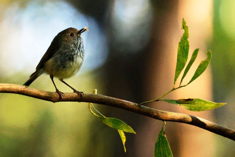 A small brown floofy bird perches on a branch and holds up an insect in its beak.