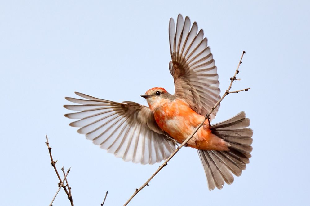 A little red-orange bird lands on a branch and spreads its wings and tail out