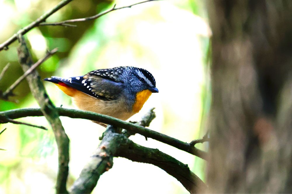 A tiny floofball clad in sunset colors and black-and-white spots and stripes.
