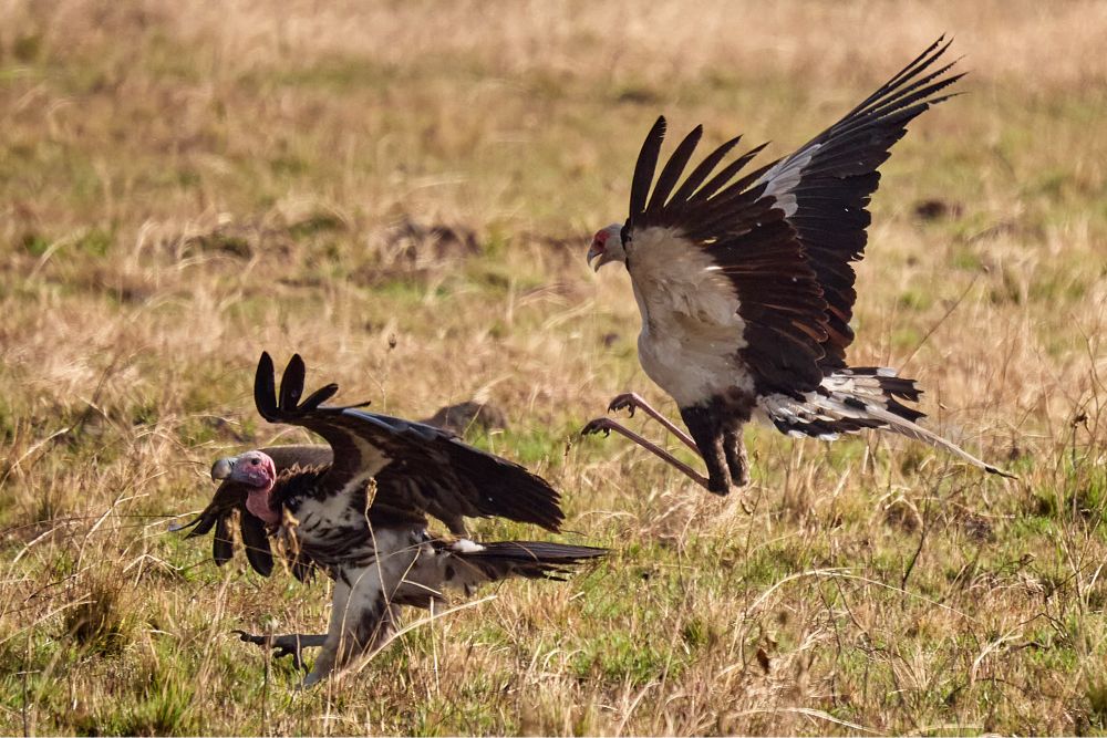 Two large raptors facing off. On the left, a large vulture with a big bill and red face is running off. On the right, a slimmer raptor is high in the air, its long legs raised and about to deliver some powerful kicks. Imagine health bars and a timer above them and you’ll get the vibe.