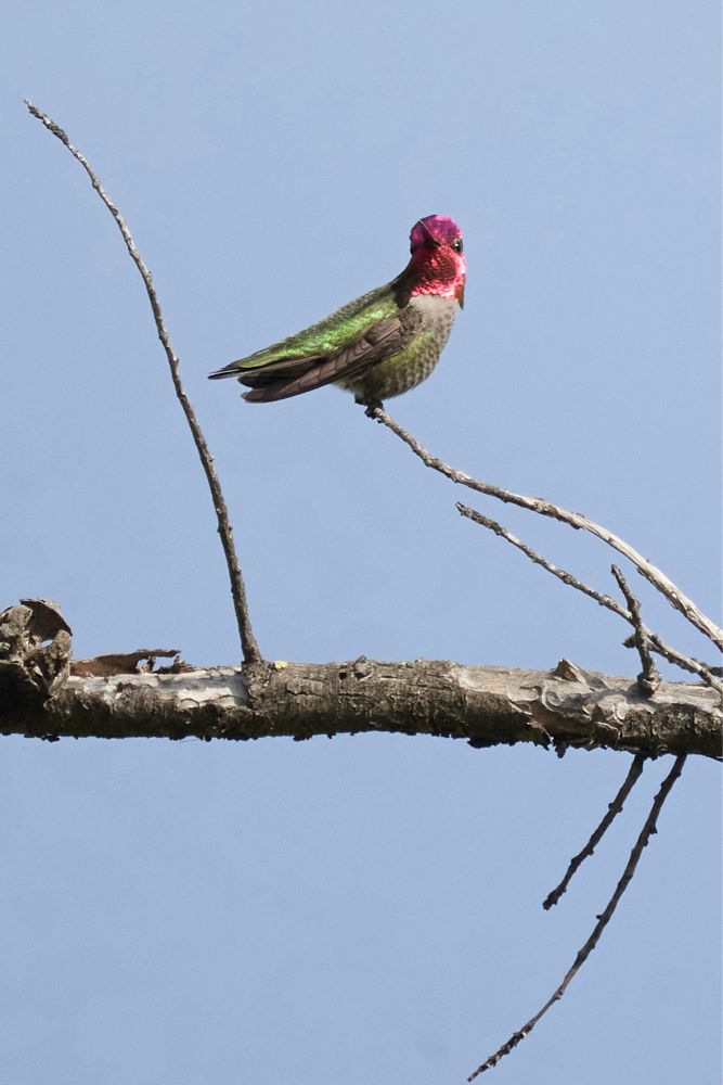 Little hummingbird looking forward, with vivid magenta over its entire face