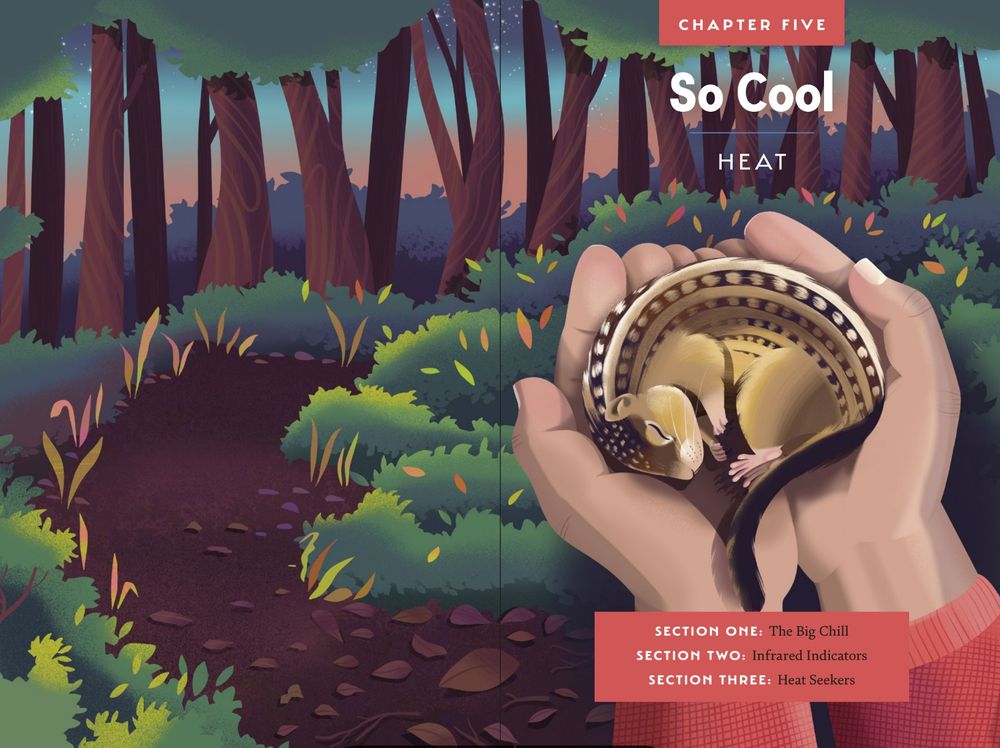 A spread from the young readers edition of An Immense World, showing a hibernating squirrel in a pair of hands