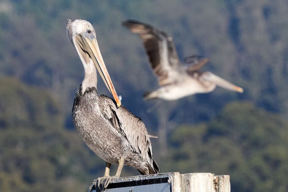 One pelican stands on a sign while another flies by in the background.