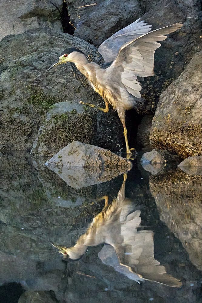 A night-heron climbs onto a rock, and is reflected in the water